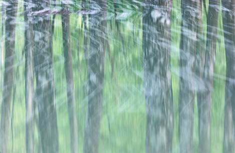 Trees reflected in flooded Lake Meluzzo