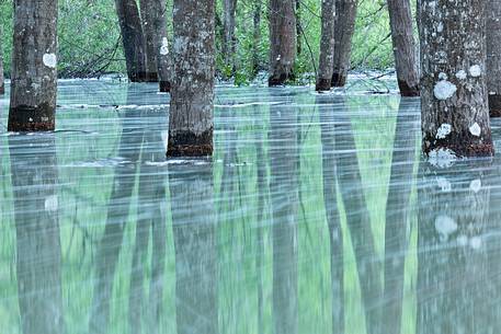 Trees reflected in flooded Lake Meluzzo