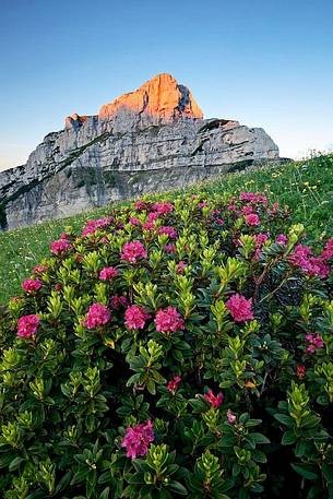 Buscada Mount and Rhododendrons at sunrise