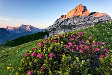 Buscada Mount and Rhododendrons at sunrise