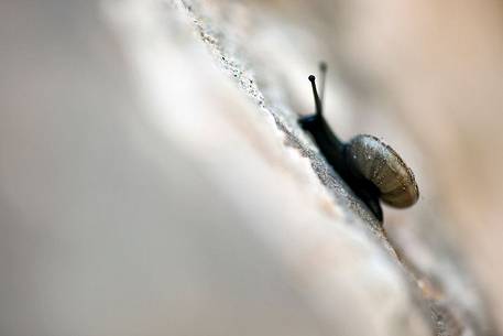 Snail on a damp wall