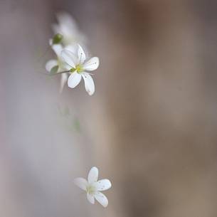 Endemic Carnic sandwart (Arenaria huteri)