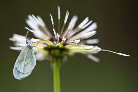 Wood White butterfly on a flower