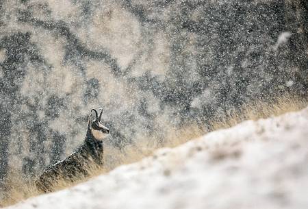 Alpine chamois (Rupicapra rupicapra) in a snowstorm