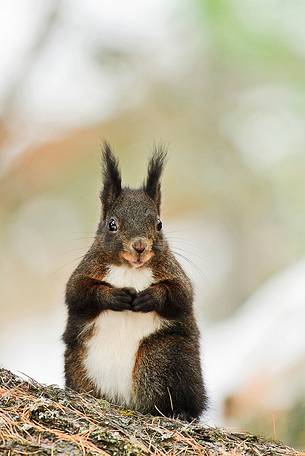 Portrait of Red squirrel, Sciurus vulgaris