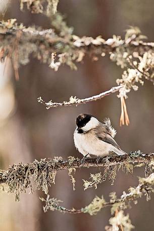 Willow tit (Parus montanus)