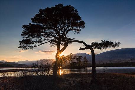 Two scots pines at sunset at Loch Tulla, Inveroran