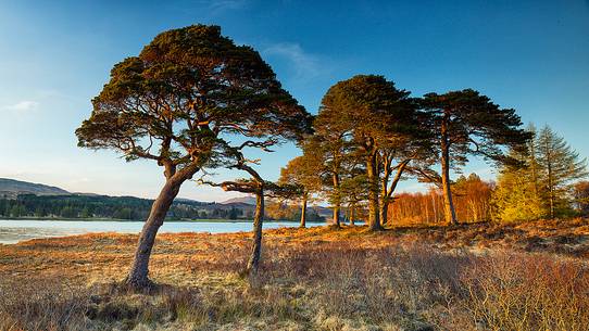 Two scots pines at sunset at Loch Tulla, Inveroran