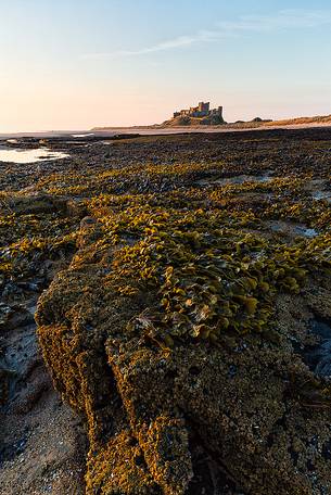 Bamburgh castle at dawn