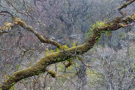 Lichens and mosses in a wood near Loch Torridon 