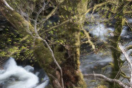 Lichens and mosses in a wood near Loch Torridon; in the background the river