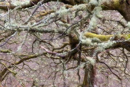 Lichens and mosses in a wood near Loch Torridon 