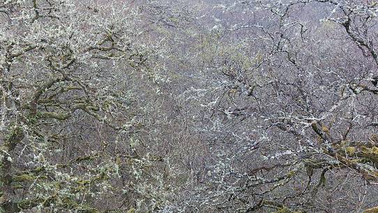 Lichens and mosses in a wood near Loch Torridon 