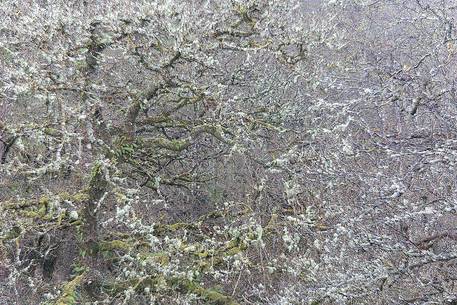 Lichens and mosses in a wood near Loch Torridon 