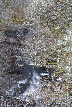 Lichens and mosses in a wood near Loch Torridon; in the background the river Lichens and mosses in a wood near Loch Torridon; in the background the river