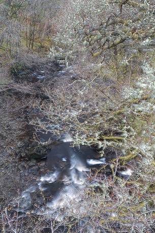 Lichens and mosses in a wood near Loch Torridon; in the background the river