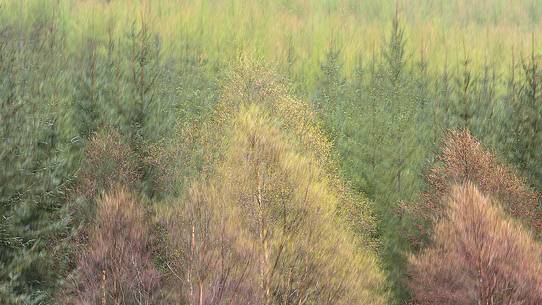 Birch and larches wood near Loch Torridon 