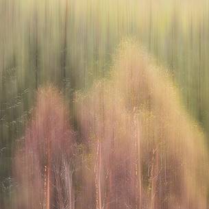 Birch and larches wood near Loch Torridon 