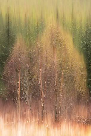 Birch and larches wood near Loch Torridon 