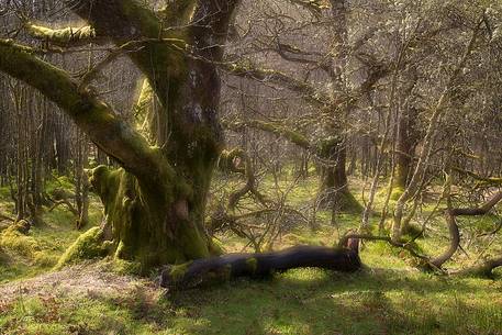 Lichens and mosses in a wood near Loch Torridon 