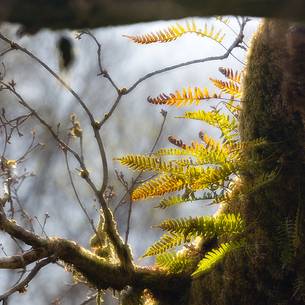 Lichens and mosses in a wood near Loch Torridon 