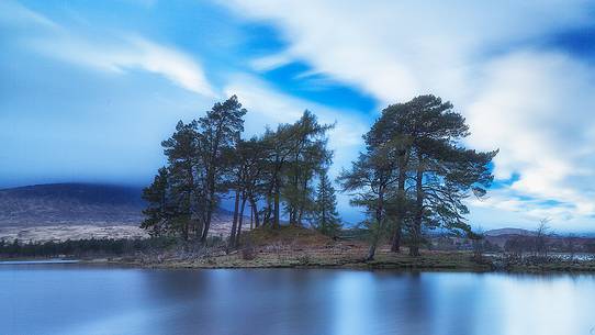 Two scots pines at sunset at Loch Tulla, Inveroran