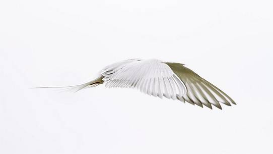 Arctic tern (Sterna paradisaea) in flight