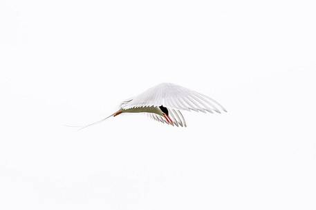 Arctic tern (Sterna paradisaea) in flight