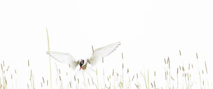 Arctic tern (Sterna paradisaea) in flight