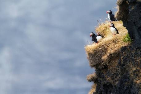 Puffin (Fratercula arctica) on the Vik cliffs