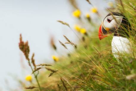 Puffin (Fratercula arctica) on the Vik cliffs