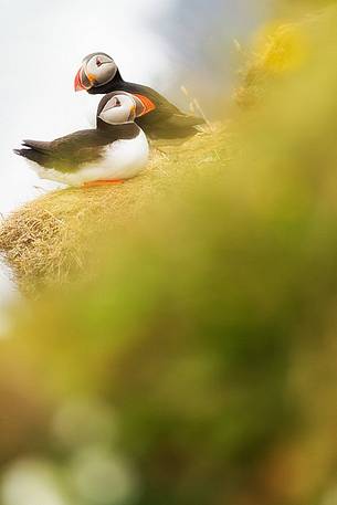 Puffin (Fratercula arctica) on the Vik cliffs