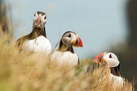 Puffin (Fratercula arctica) on the Vik cliffs