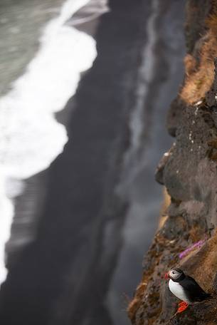 Puffin (Fratercula arctica) on the Vik cliffs