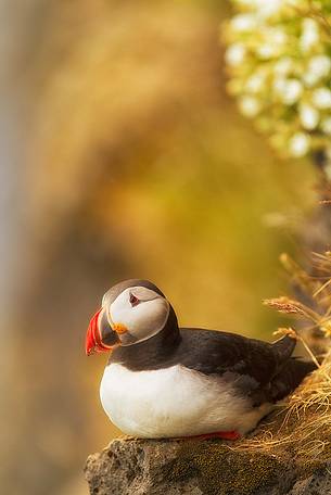 Puffin (Fratercula arctica) on the Vik cliffs