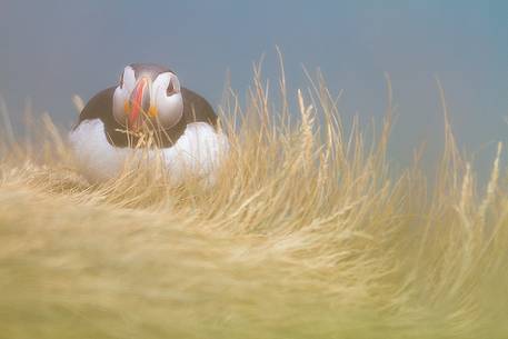 Puffin (Fratercula arctica) on the Vik cliffs