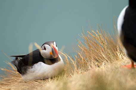 Puffin (Fratercula arctica) on the Vik cliffs