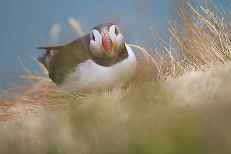 Puffin (Fratercula arctica) on the Vik cliffs