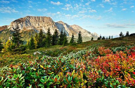 Autumn colours of the vaccinium myrtillus, the Zermula mountain chain in the background