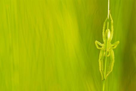 Myetic spider on green grass