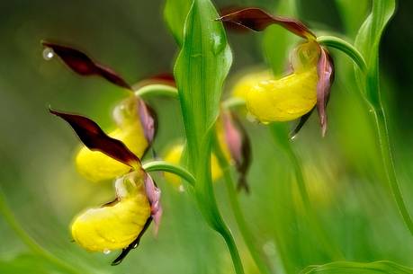 Lady's
slipper (Cypripedium
calceolus), the most
beatiful orchid of the
Dolomites-Alps