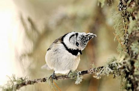 Crested tit curious  through the branches of a larch-tree