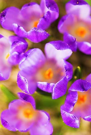 Crocuses (Crocus vernus) in
bloom