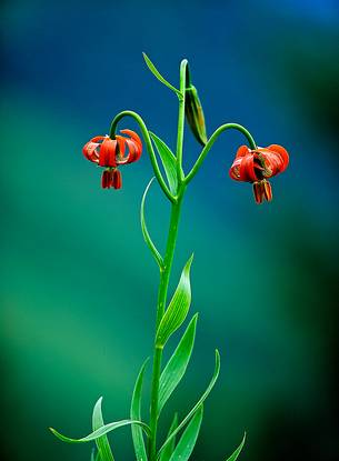 Giglio carniolico (Lilium
carniolicum)