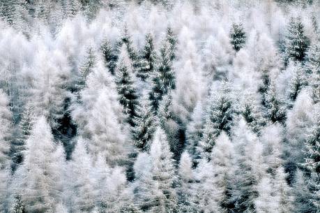 Like a dream, the enchanted larch forest in winter
