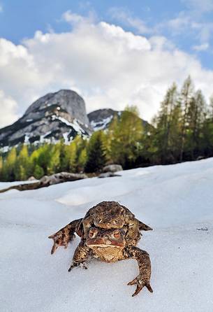 Toads in the snowy meadow of Lanza pass, the Zermula mountain chain in the background