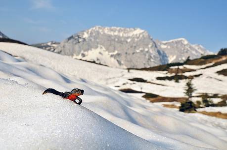 Toads in the snowy meadow of Lanza pass, the Zermula mountain chain in the background