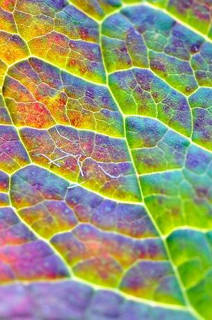 Colours and transparences on the leaf