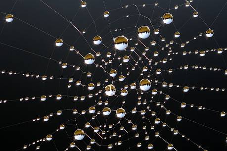 Spyder's web in the forest with dew, Dolomiti Friulane regional
park Spyder's web in the forest with dew, Dolomiti Friulane regional
park
