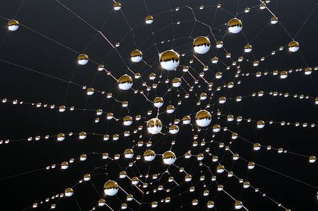 Spyder's web in the forest with dew, Dolomiti Friulane regional
park